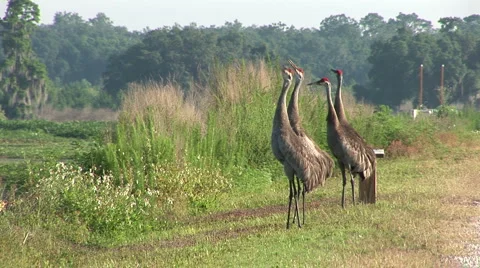 Four sandhill cranes Stock Footage 5085961