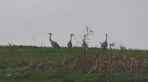 Four Sandhill Cranes on Hillside Stock Footage 69038225
