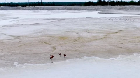 Four Sandhill Cranes Wading Across Pale Marsh Water Stock Footage 345297038