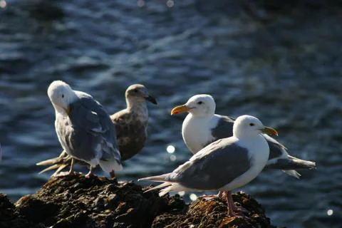 Four seagulls Stock Photos