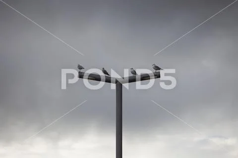 Four seagulls in a row standing on a street light post Stock Photos