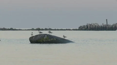 Four Seagulls standing on large stone 動画素材 67483712