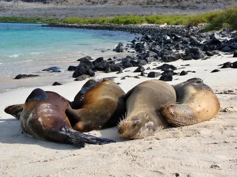 Four seals sleeping together on pristine beach, Galapagos Islands Stock Photos