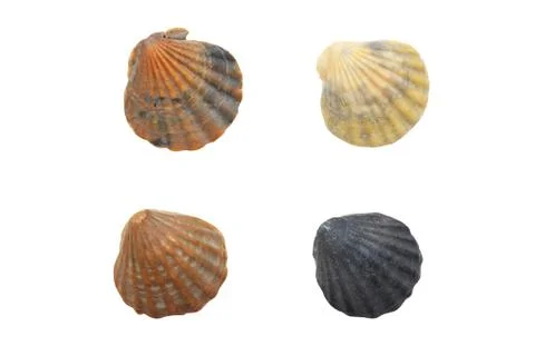 Four seashell Stock Photos