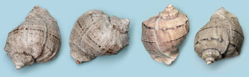 Four seashells isolated on a clean background. Association with the sea and r Stock Photos