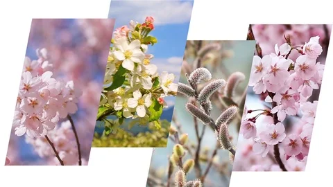 Four seasons collage. Stock Footage 87735363