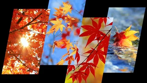Four seasons collage. Stock-Footage 87735368