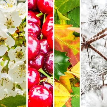 Four seasons collage Stock Photos