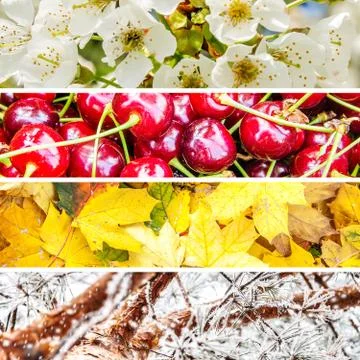 Four seasons collage Stock Photos