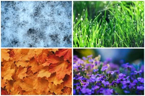Four seasons collage: Winter, Spring, Summer, Autumn. Blue snowflakes, green Stock Photos
