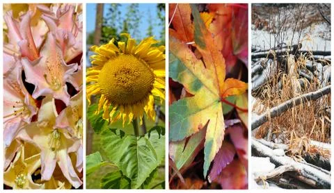 Four seasons colloage Stock Photos