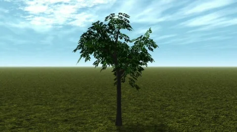 Four Seasons 動画素材 576462