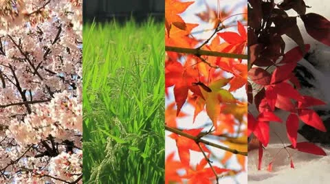 Four Seasons Stock Footage 10931291