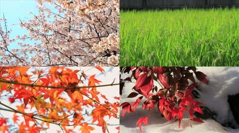 Four Seasons Stock Footage 10931300