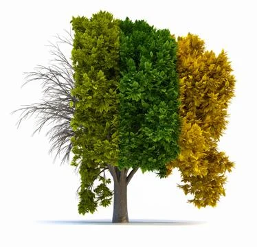 Four seasons Stock Illustration