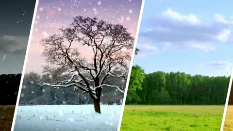 Four seasons landscape with oak tree changing from winter to summer Stock Footage 333485802