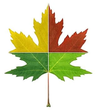 Four seasons leaf Stock Illustration