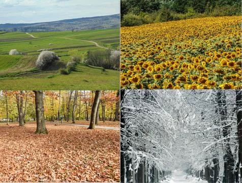 The four seasons in one image. Collage with spring, summer, autumn, winter... 스톡 사진