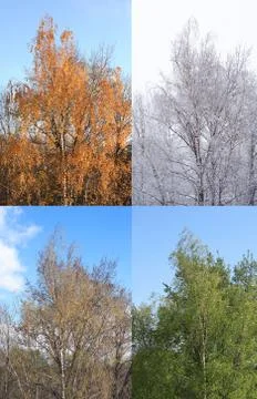 Four seasons Stock Photos