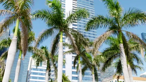 Four Seasons Pool Miami Stock Footage 146653369