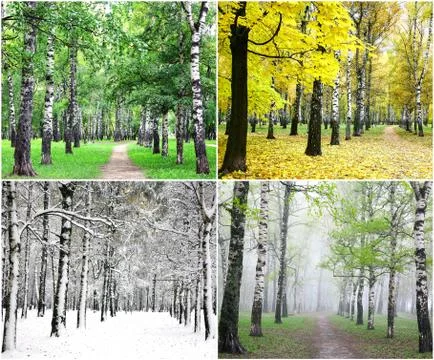 Four seasons of row birch trees Stock Photos
