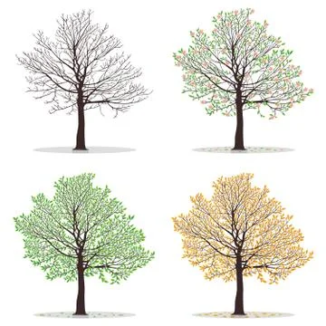 Four seasons trees Stock Illustration