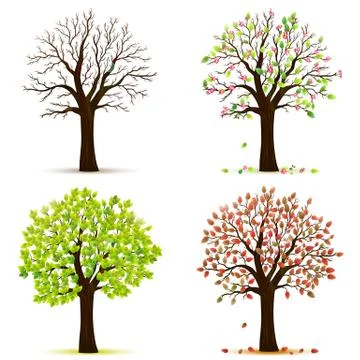 Four seasons trees vector Stock Illustration
