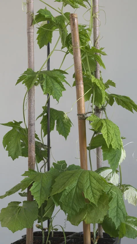 Four seedlings of bitter melon climbing on bamboo supports. Stock Footage 319289668