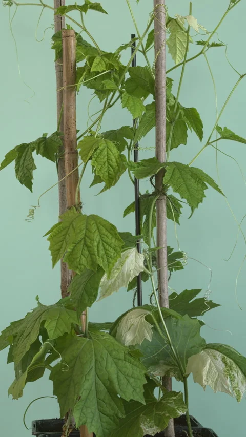 Four seedlings of bitter melon. Stock Footage 308791069