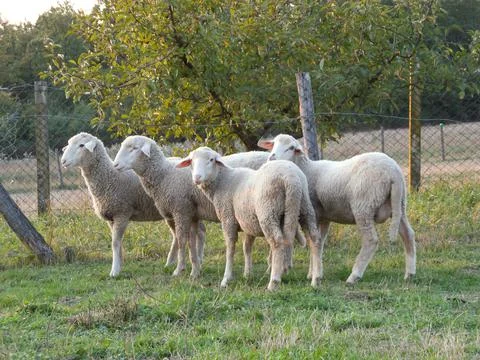 Four sheep Stock Photos