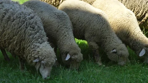 Four sheep with thick wool nibble grass, standing in an even row Stock Footage 312070930