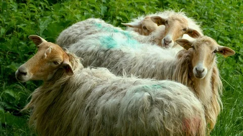 Four sheeps watching the camera Stock Footage 96107838