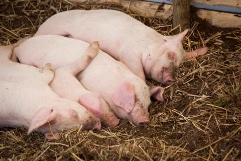 Four sleeping piglets Stock Photos