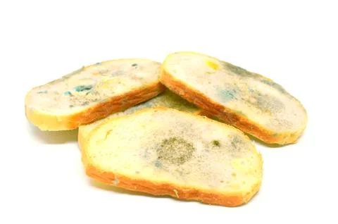 Four slices of bread covered with mold isolated on a white background Stock Photos