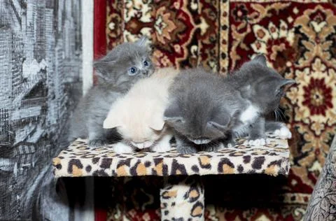 Four small 5 weeks old kittens on a scratching post Stock Photos