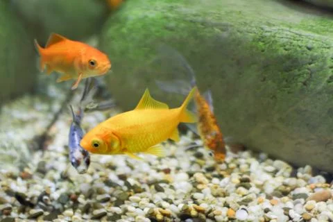 Four small fish, two of which are bright yellow color, others spotted coat,.. Stock Photos