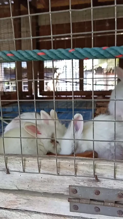 Four Small Rabbits In Metal Wire Cage With Three Eating Together Stock Footage 294689468
