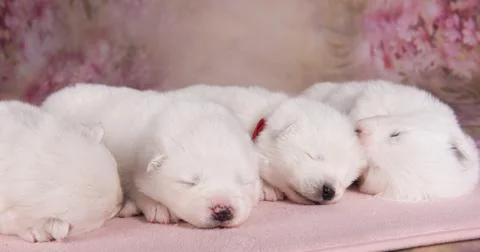 Four small two weeks age old cute white Samoyed puppies dogs Stock Photos