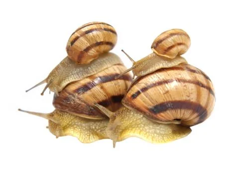 Four snails. Stock Photos