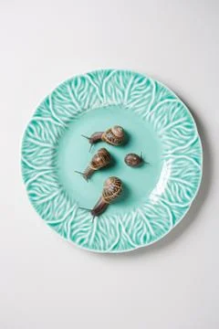 Four snails on a plate Stock Photos