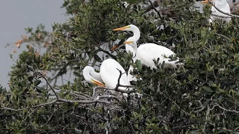 Four snowy egrets 스톡 동영상 247384364