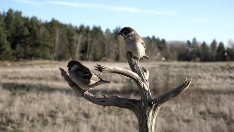Four sparrows crowd onto a dead tree branch. Stock-Footage 172263270