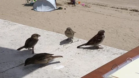 Four sparrows Video stock 313727070