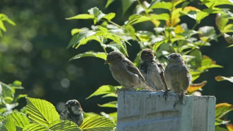 Four Sparrows Resting on Cement Block, Slow Motion Close-Up in Nature Stock Footage 282862734