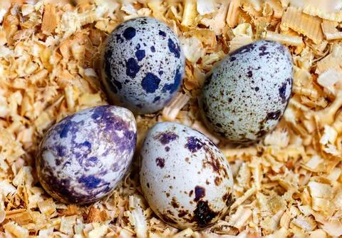 Four speckled eggs on a bed of small brown stones Stock Photos
