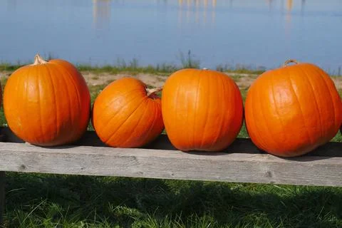 Four spherical orange-colored pumpkins, presented decoratively Stock Photos