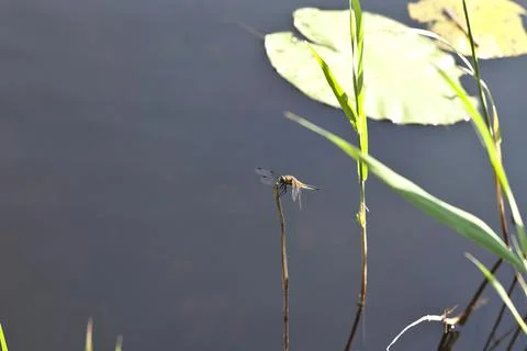 Four-spot dragonfly on the hide Stock Photos