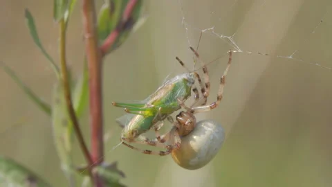 Four Spot Orb-Weaver (Araneus quadratus) spider binding a grasshopper Stock Footage 94412582