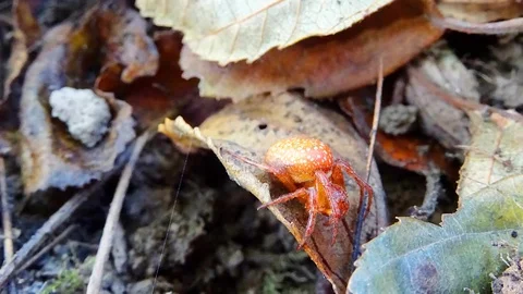 Four-spot orb-weaver Araneus quadratus spider sits in a web on a leaf Video stock 103381616