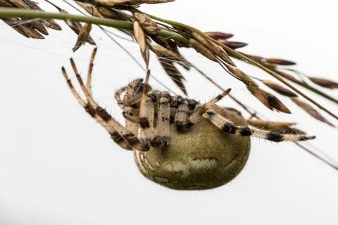 Four spot orb weaver Araneus quadratus. A female spider hanging upside down on a Stock Photos